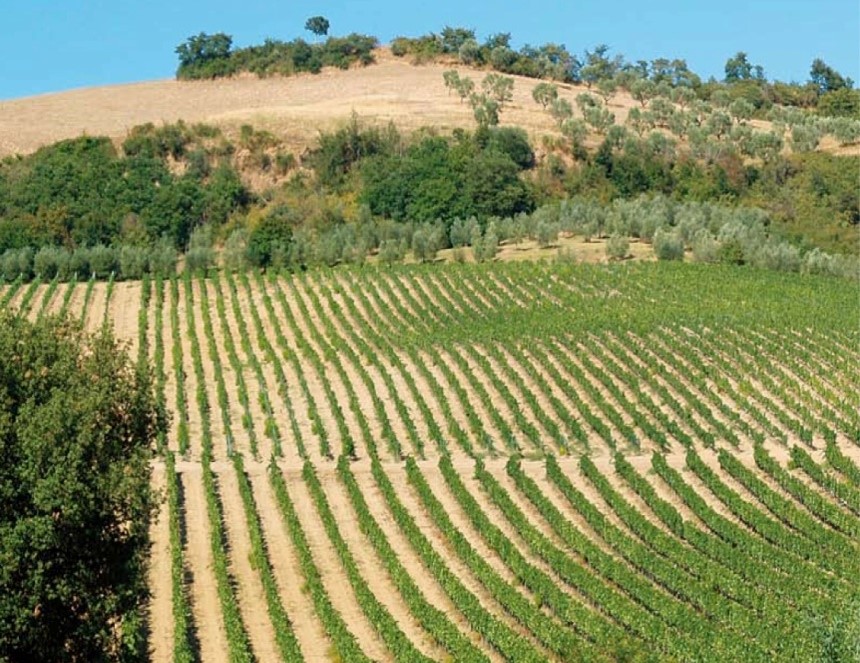 AC Vineyard