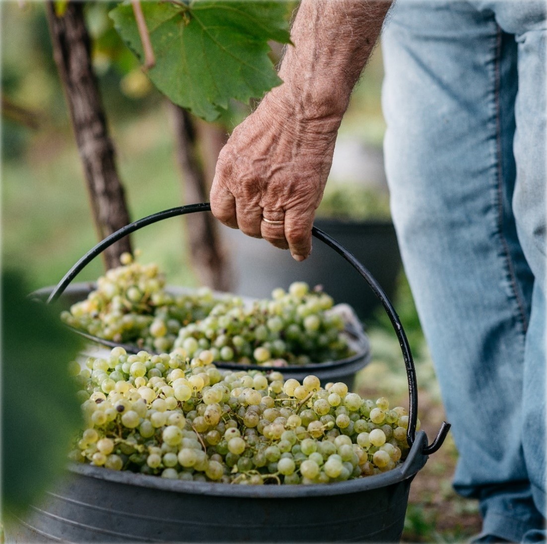 Grapes bucket at Sacchetto