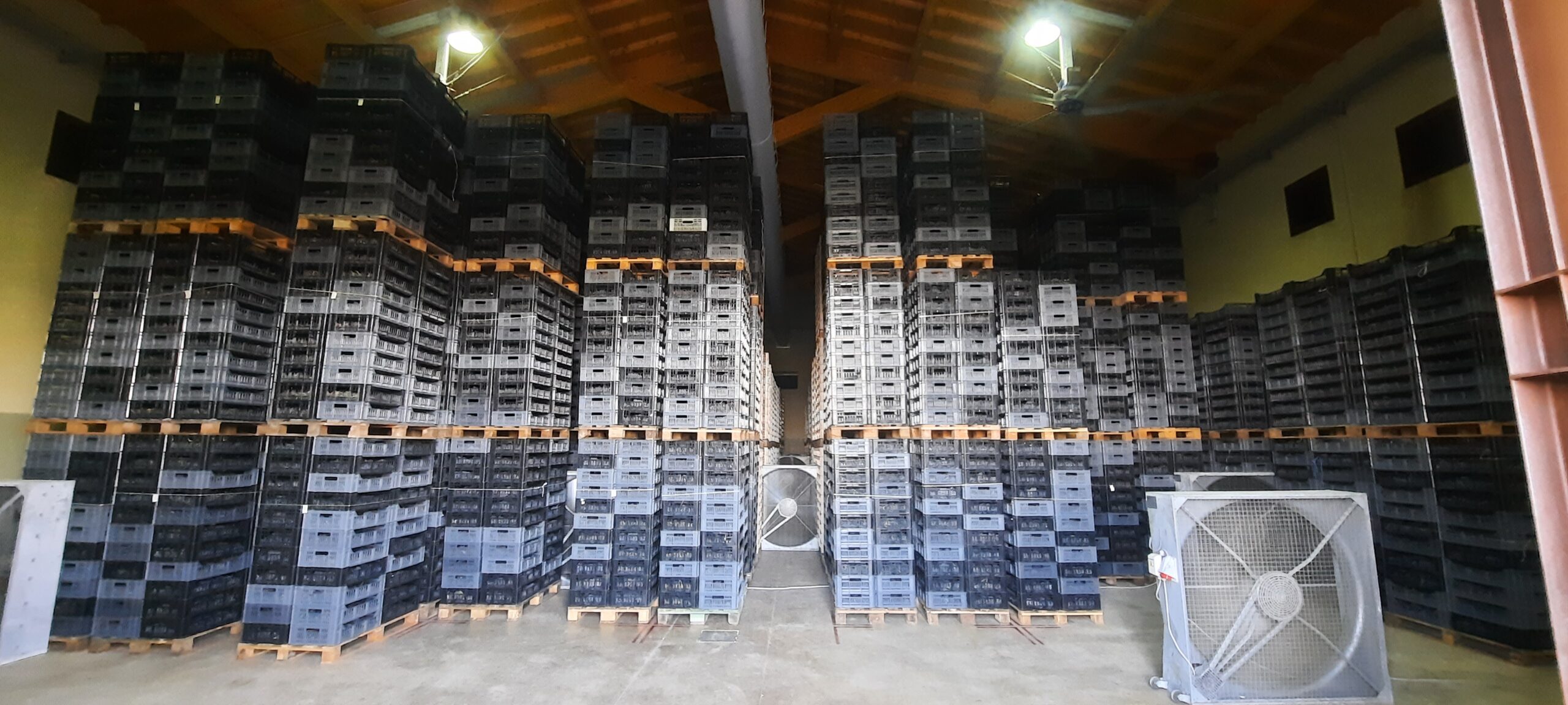 Grapes Drying room
