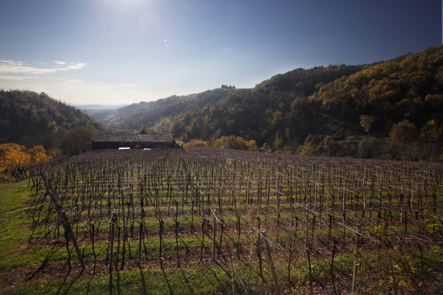 Vines at summer