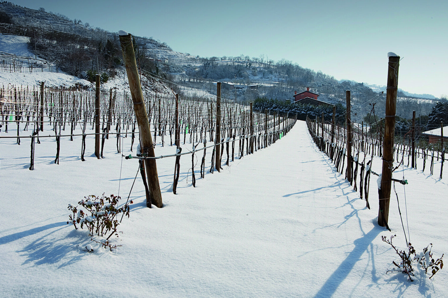 Vines at winter