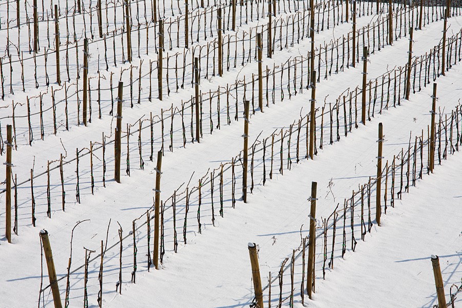 Fattori winter vineyards