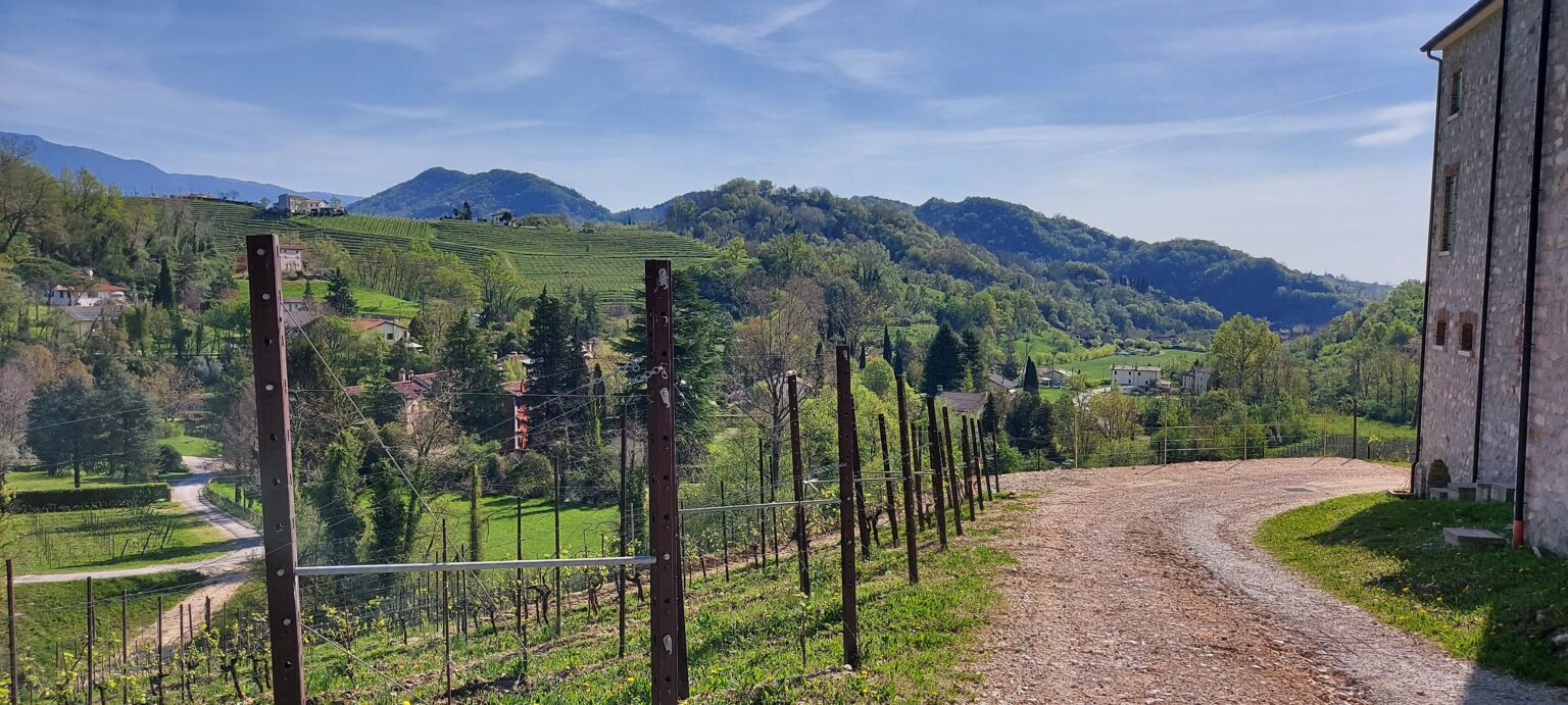 Sacchetto - From the winery