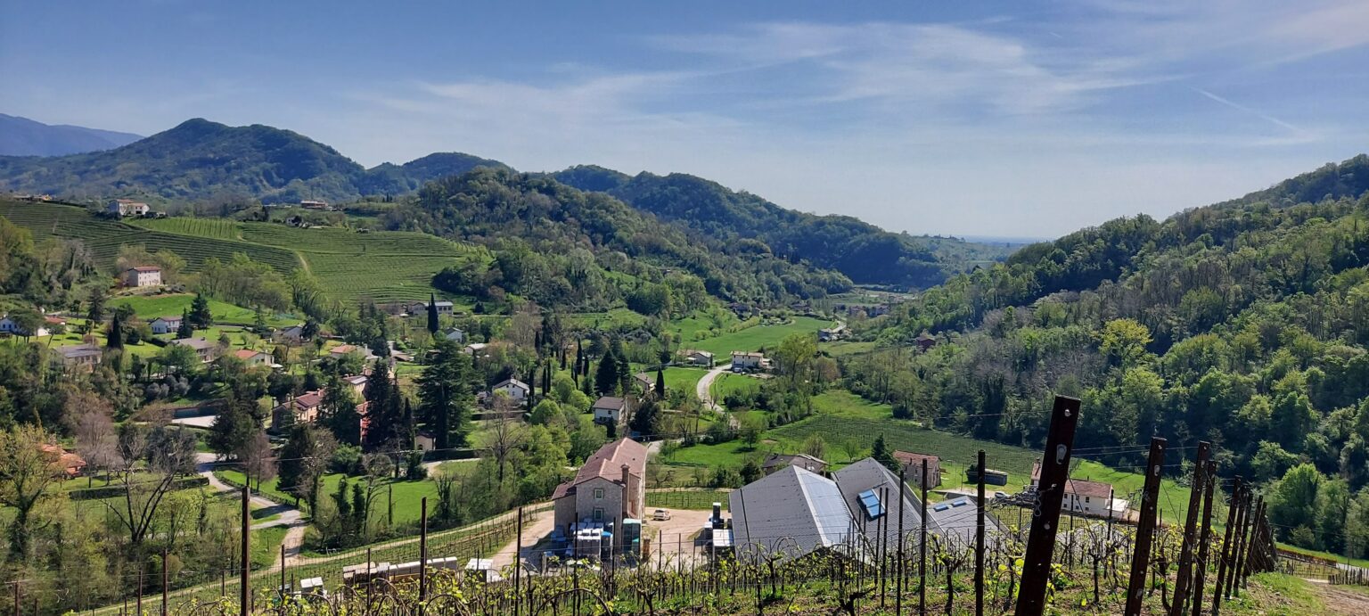 Sacchetto - From the winery1