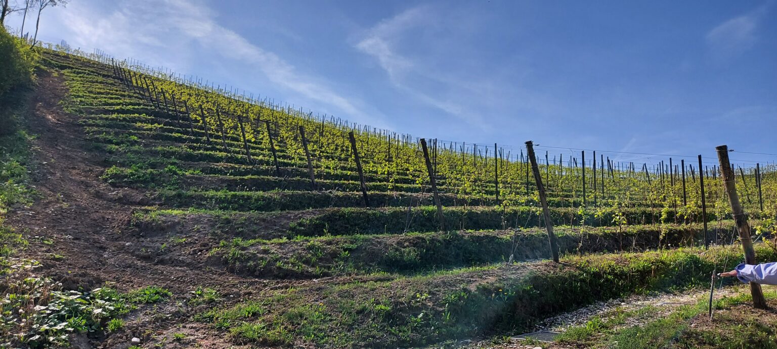 Sacchetto - From the winery2