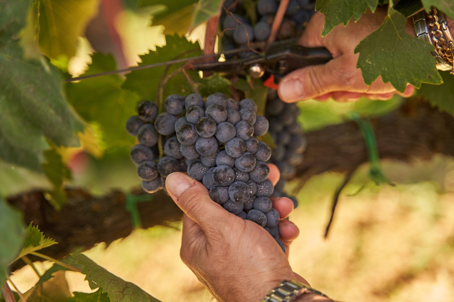Grapes2