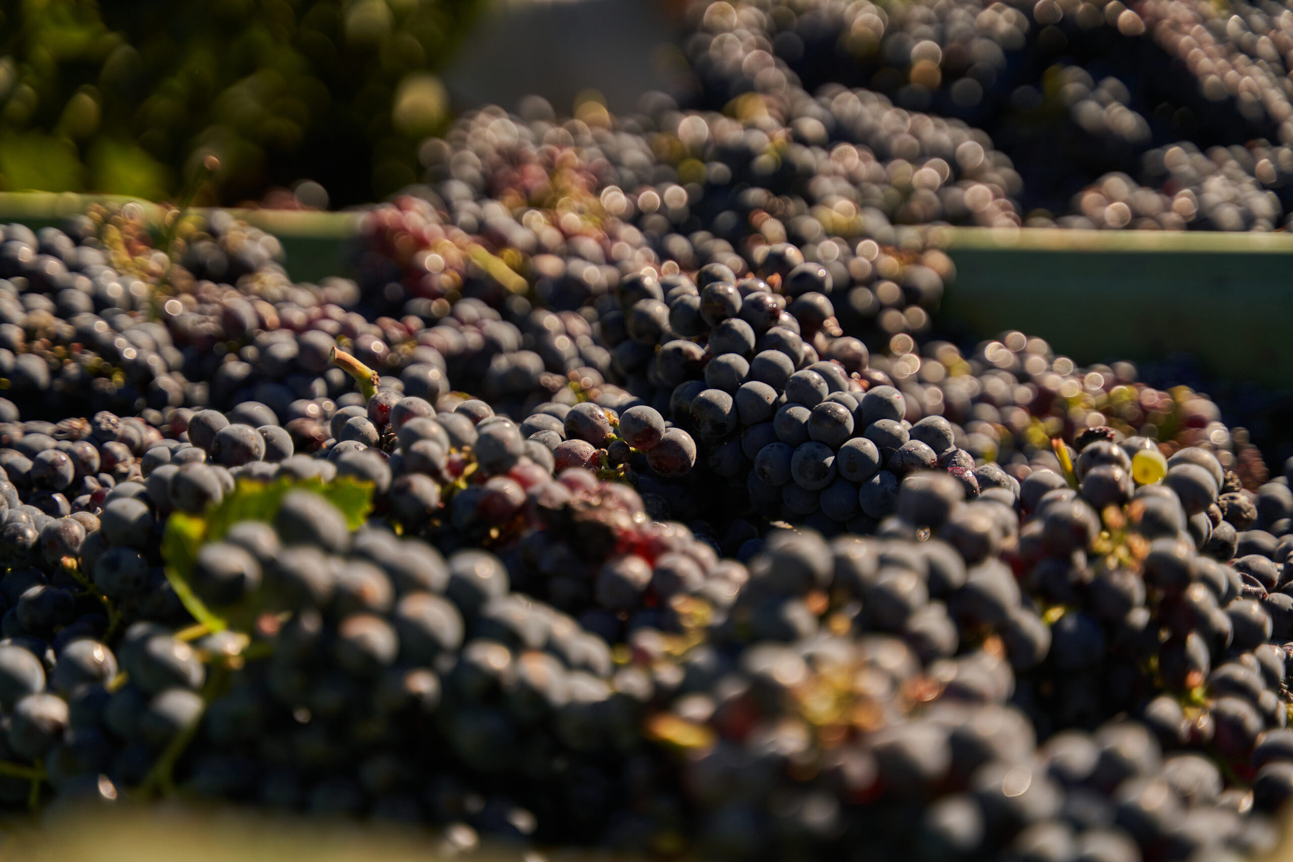 Grapes