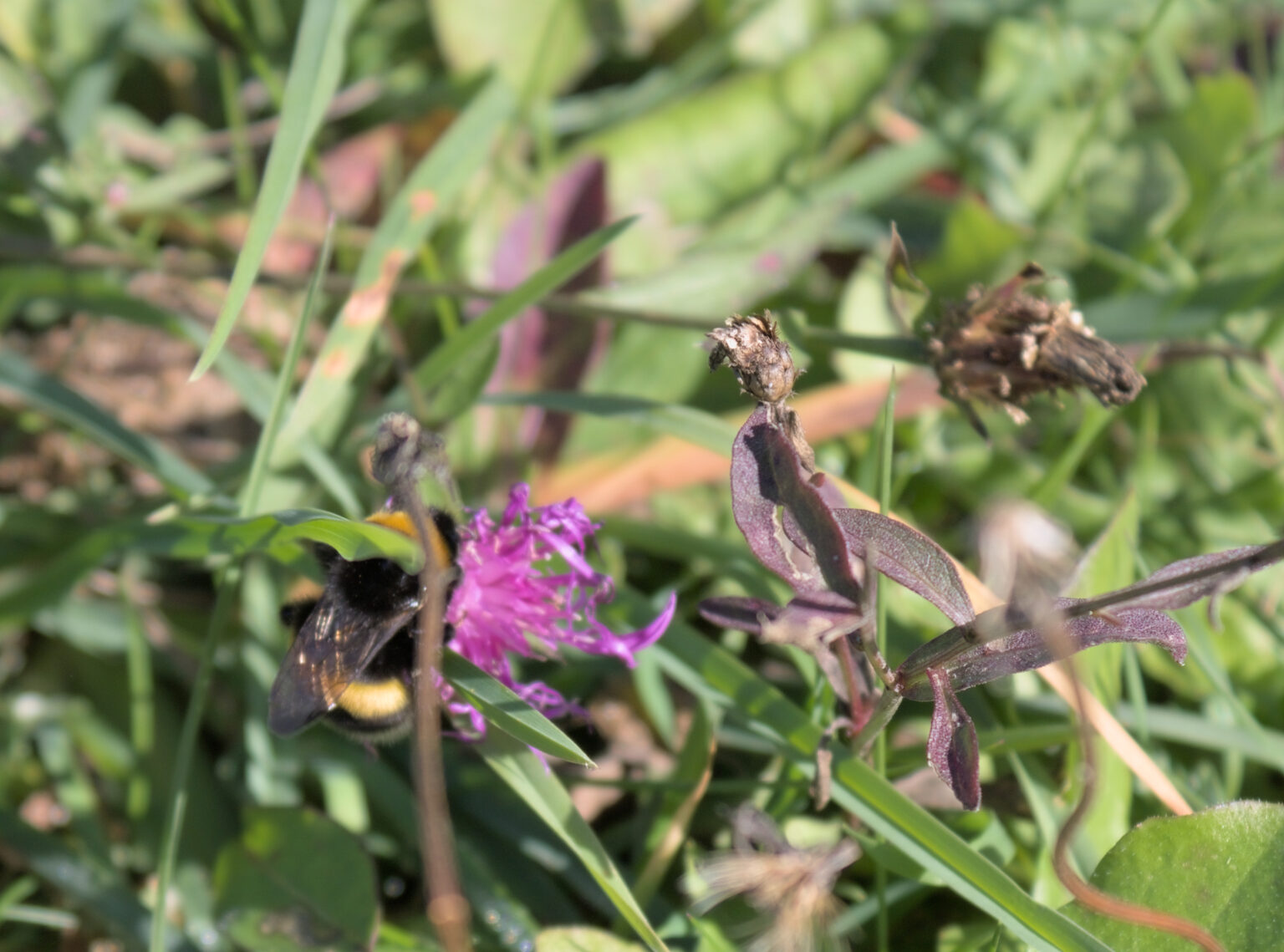 A bee on a plant