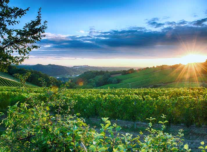 Vineyards at La Chiara