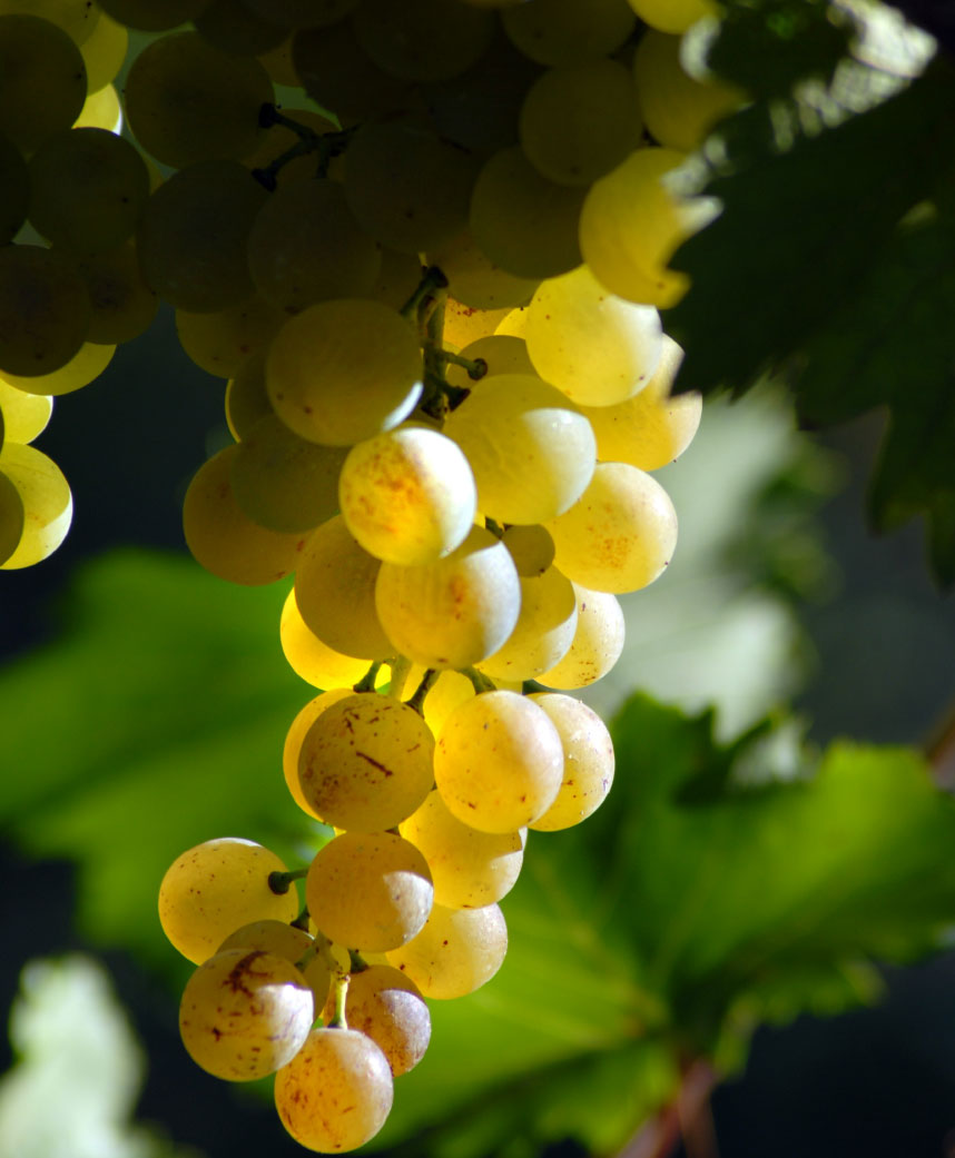 Grapes of La Chiara winery