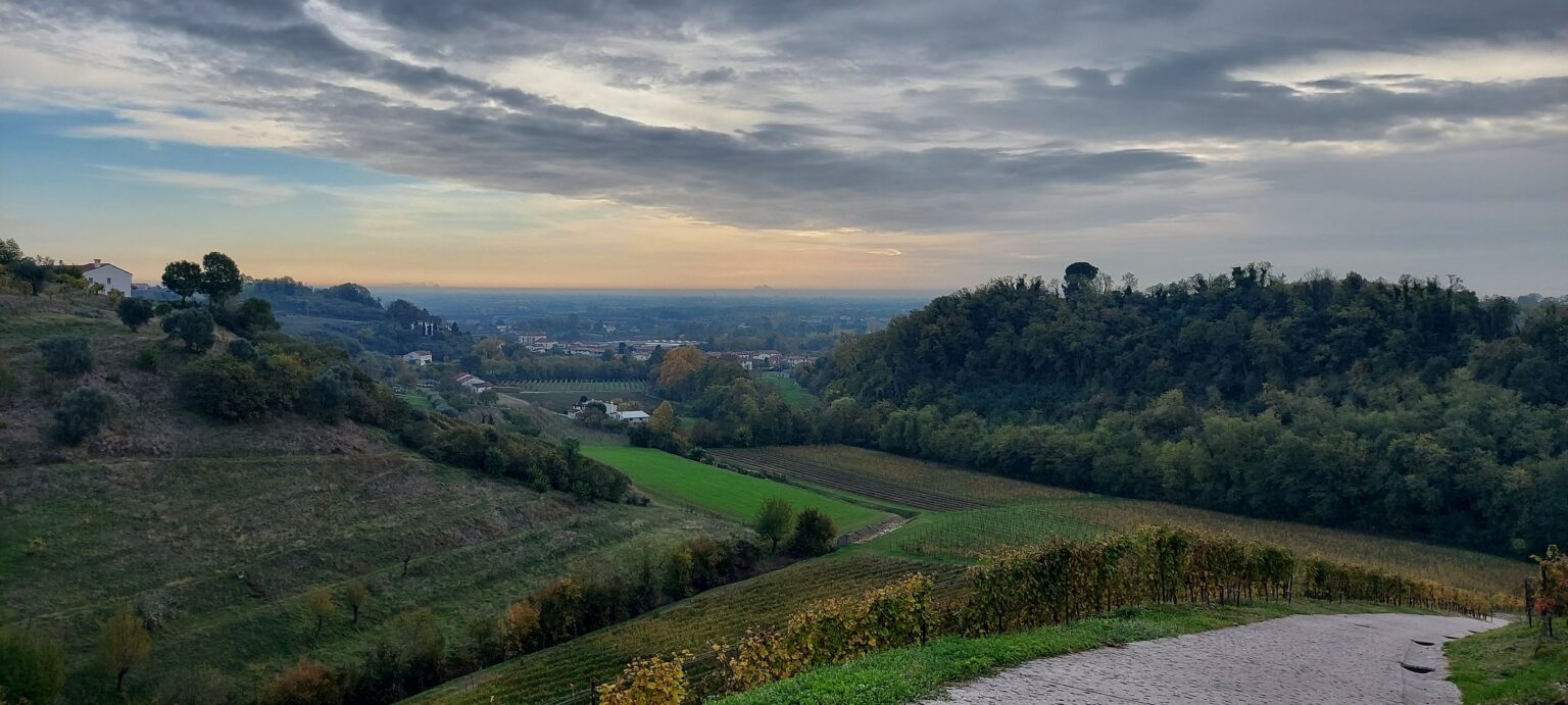 A hill from Maculan vineyards, one of our Italian producers