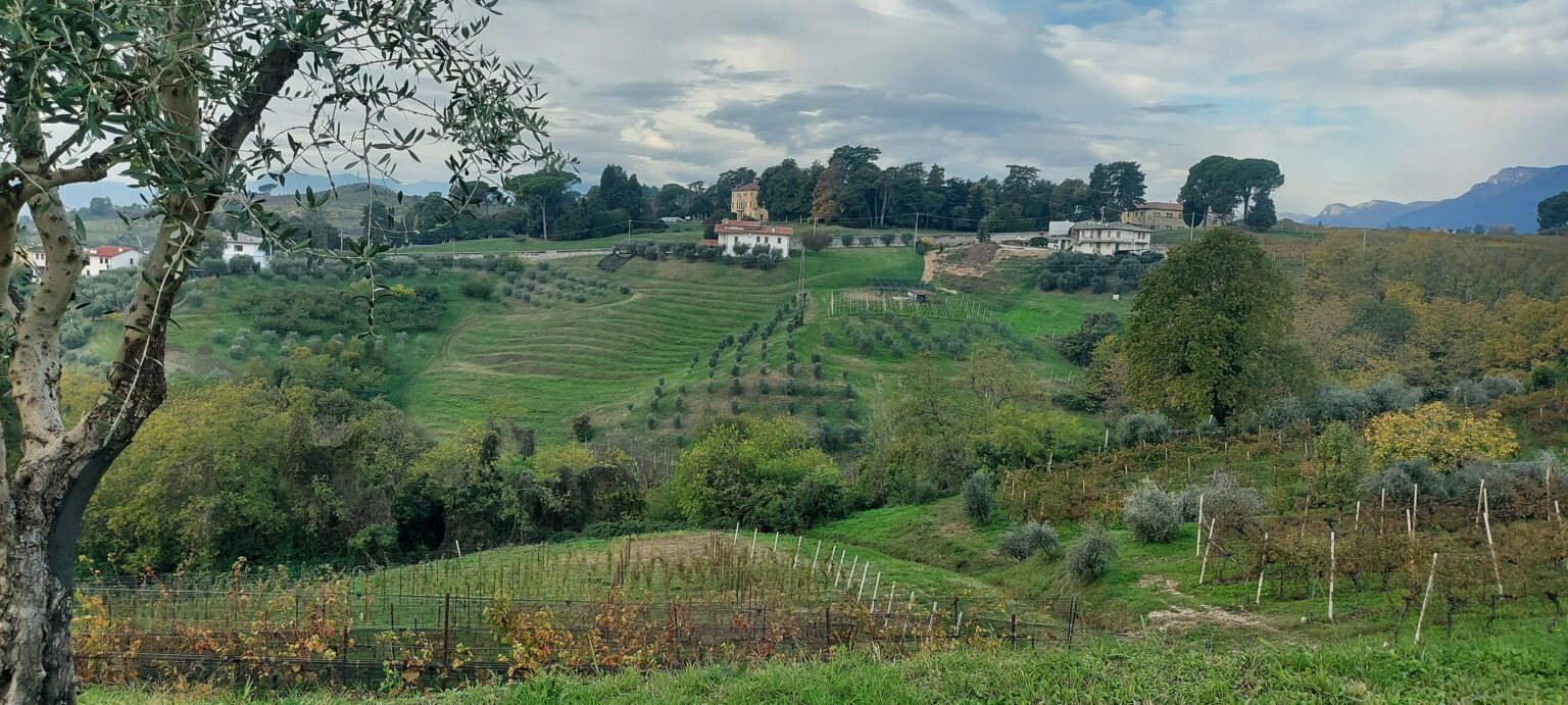 Maculan vineyrads