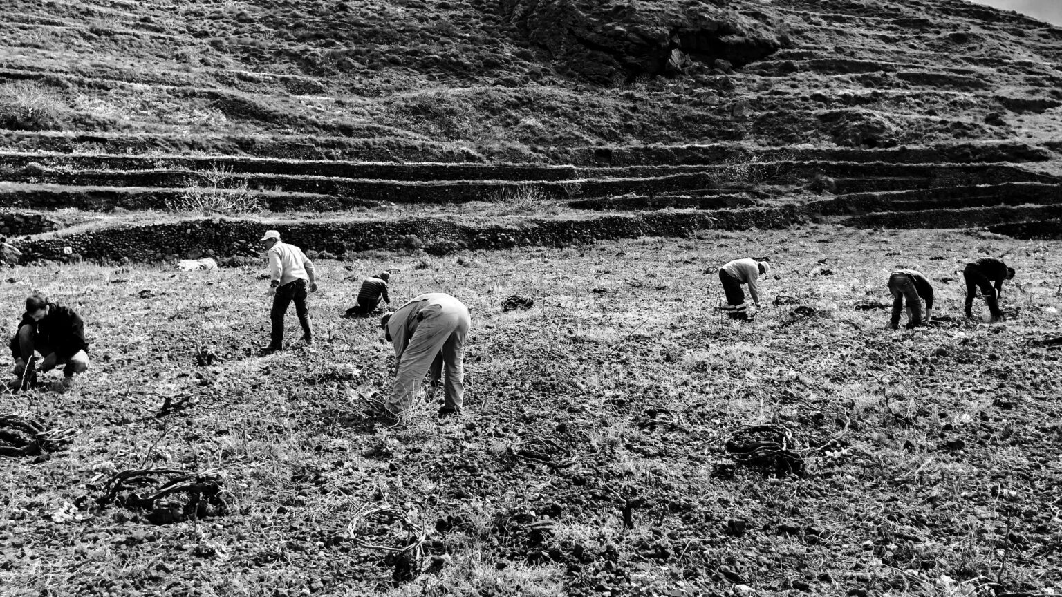 Workers working at the vineyards of Oeno-P, Santorini
