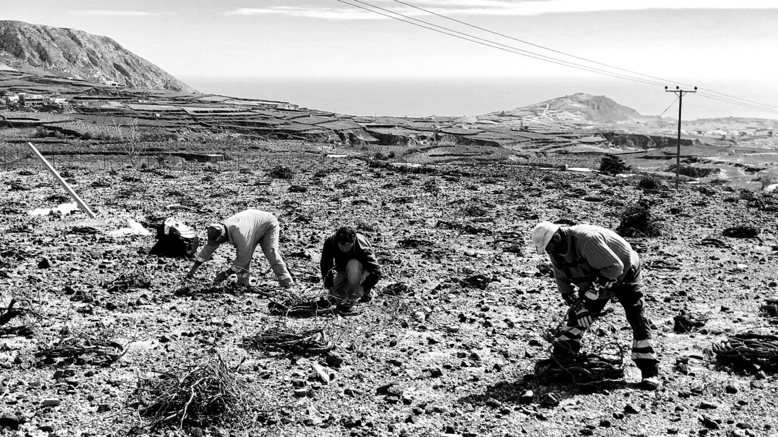 Workers working at the vineyards of Oeno-P, Santorini