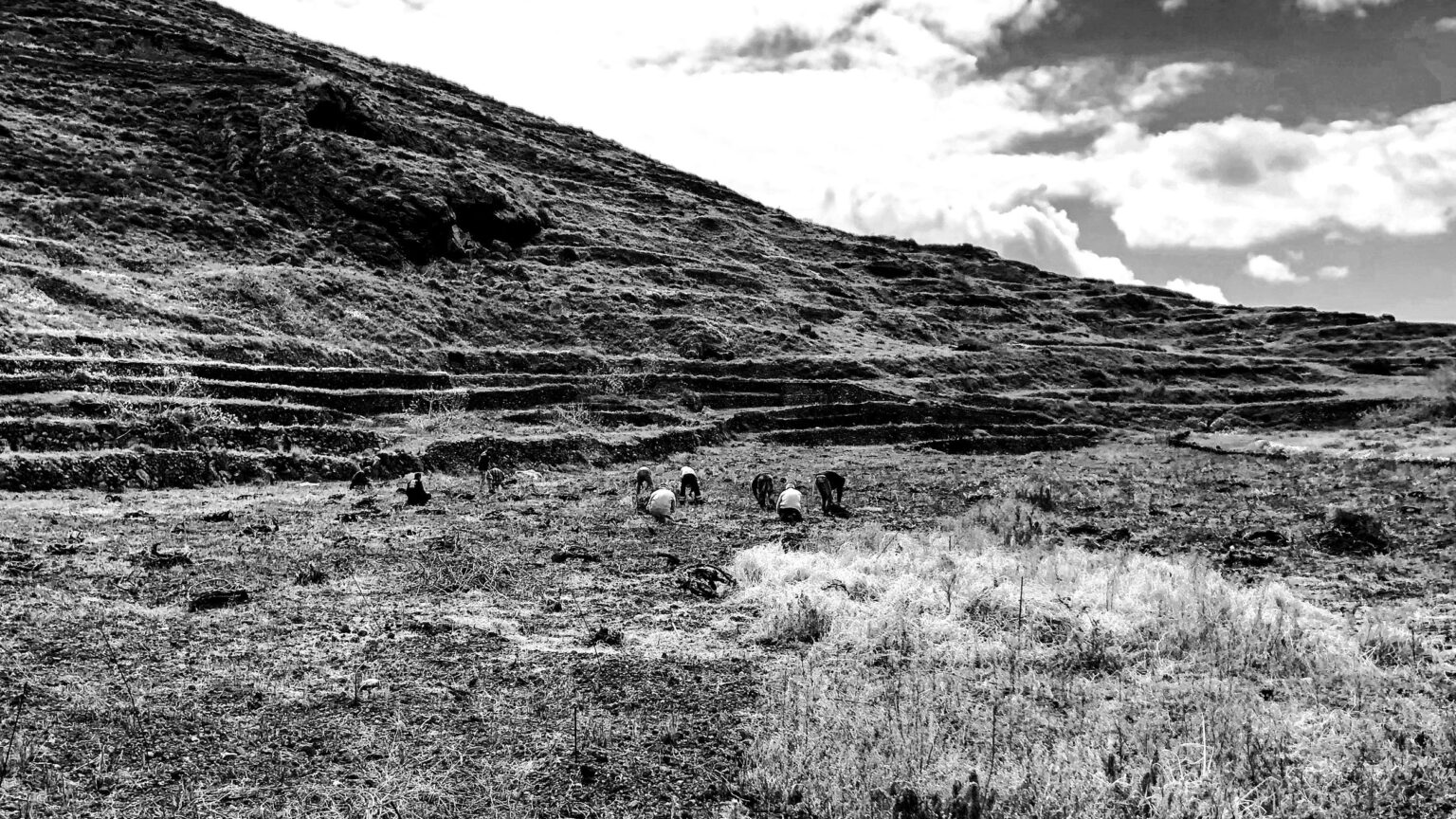 Workers working at the vineyards of Oeno-P, Santorini