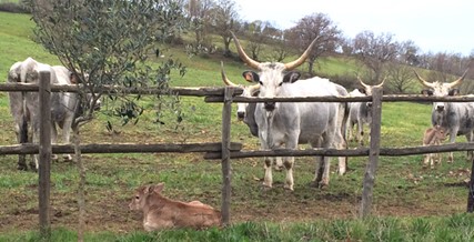 A cow at Tenuta Montauto farm
