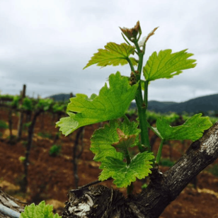 A Tenuta Montauto vine
