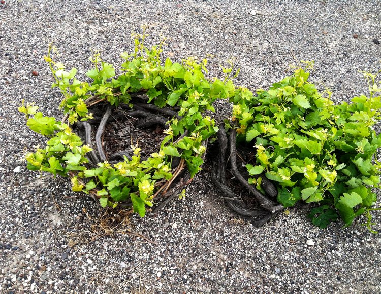 Traditional Pruning, Oeno-P