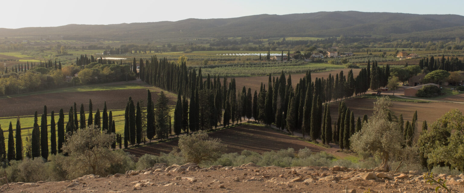 Tuscan roads at a winery of one of our Italian producers