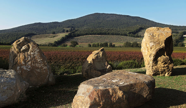 Tenuta Monteti vineyards