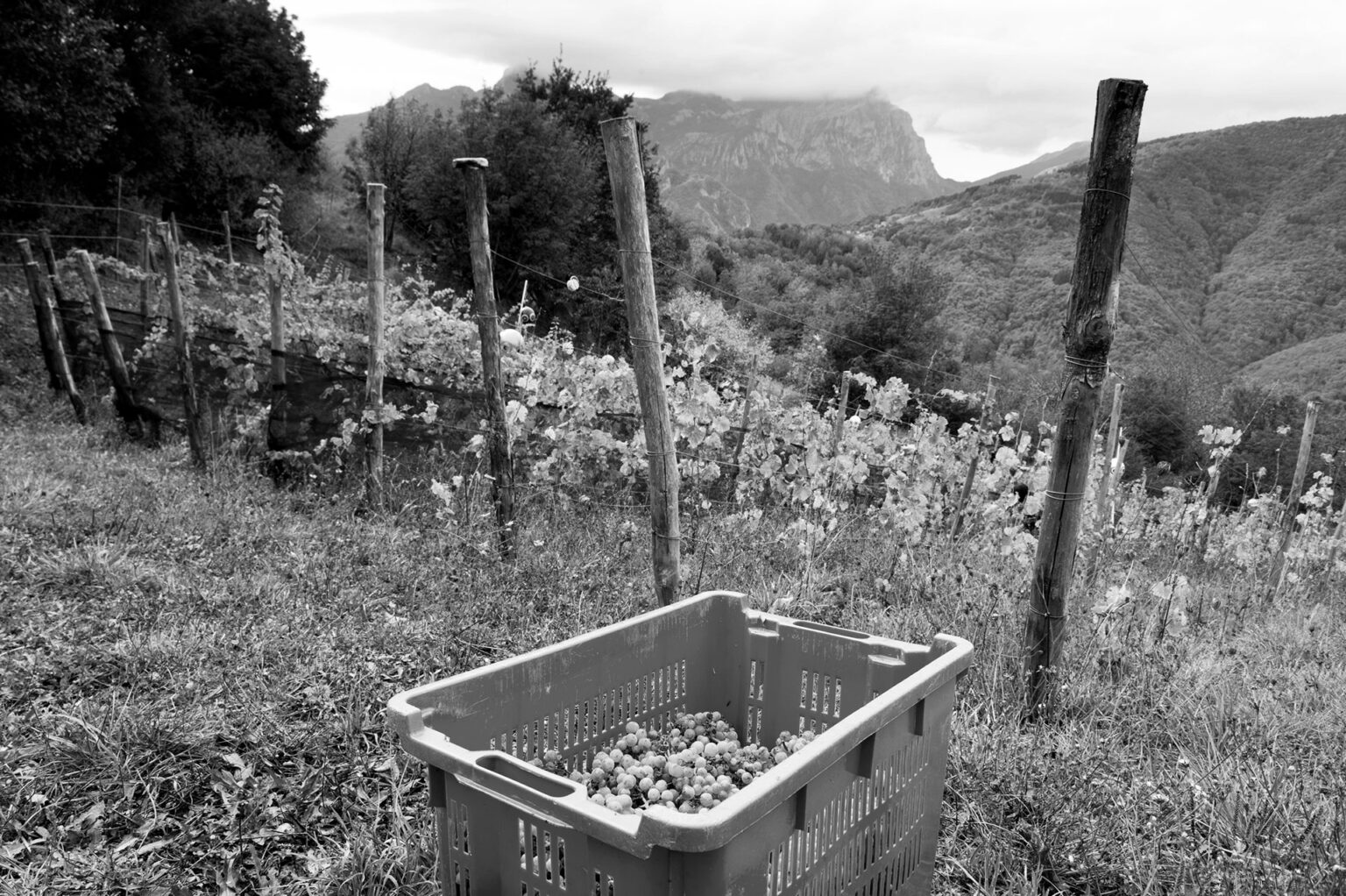 Harvesting crate at Maesta della Formica winery