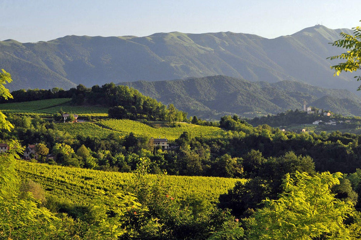 Sacchetto vineyards