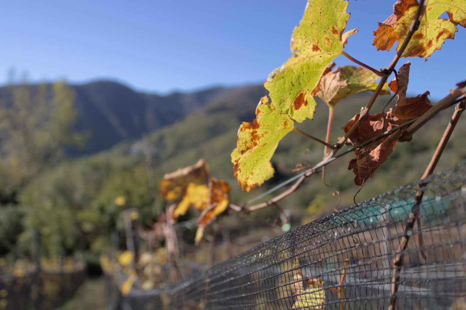 Vineyards of Maesta della Formica