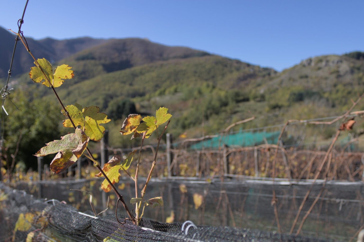 Vineyards of Maesta della Formica
