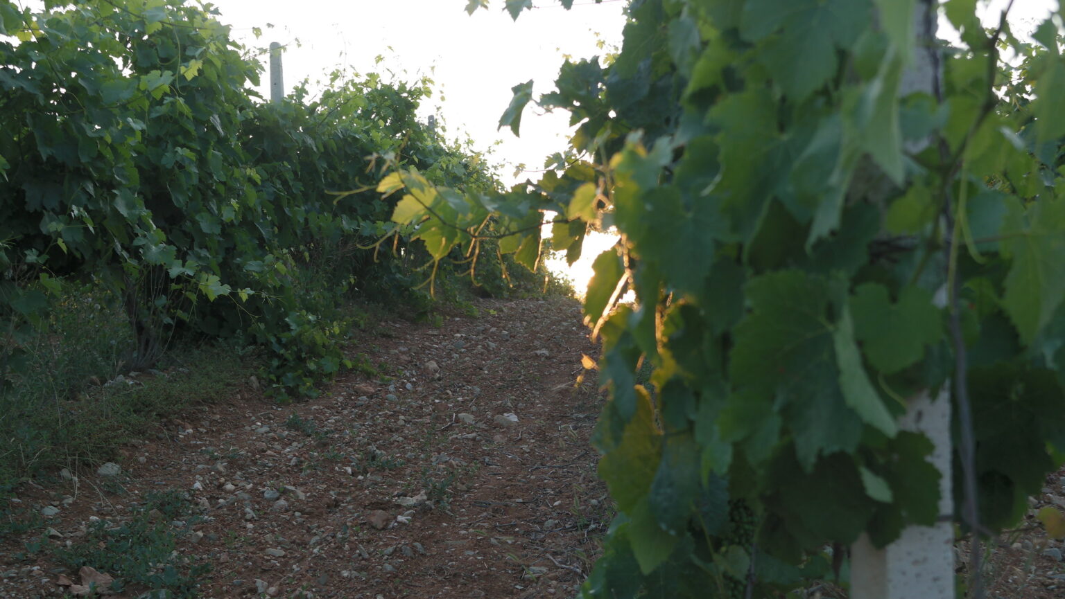 Moschopolis Vineyard