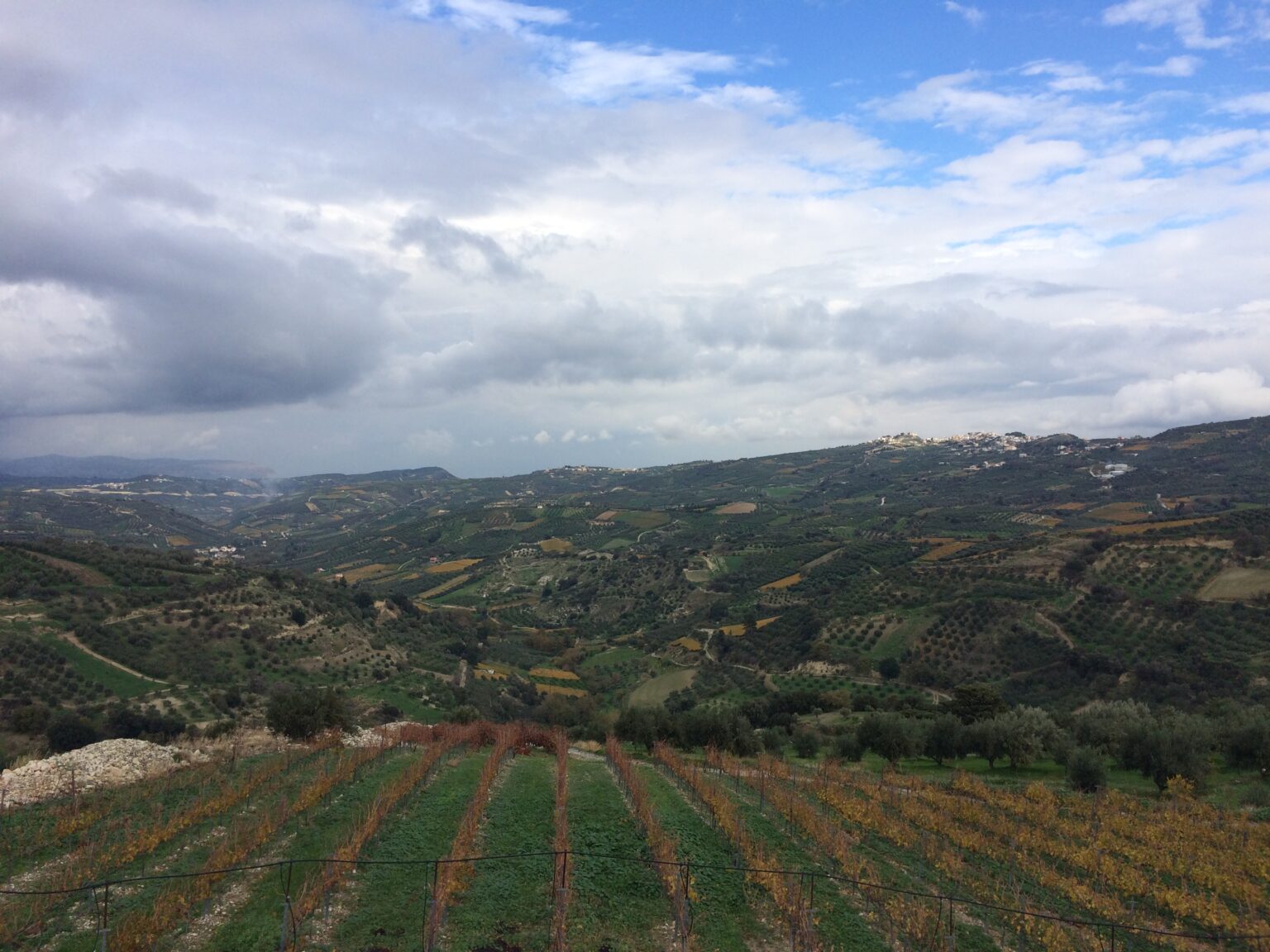 Vineyard, Diamantakis