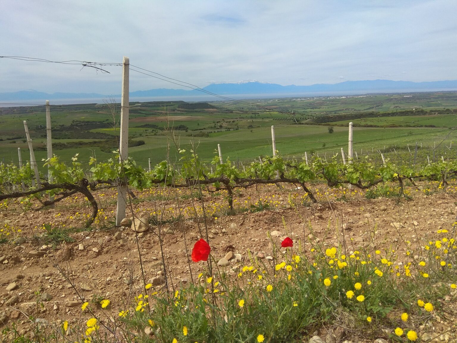 Moschopolis Vineyard