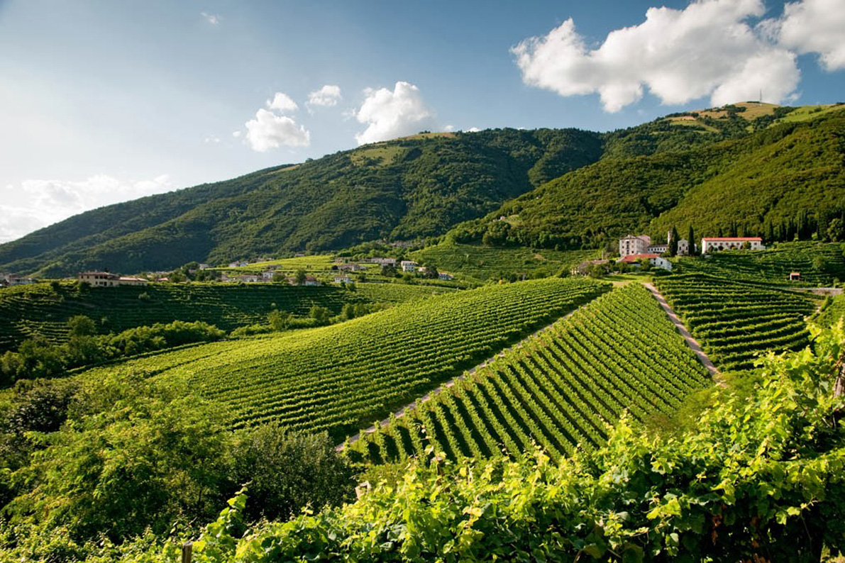 Sacchetto vineyards