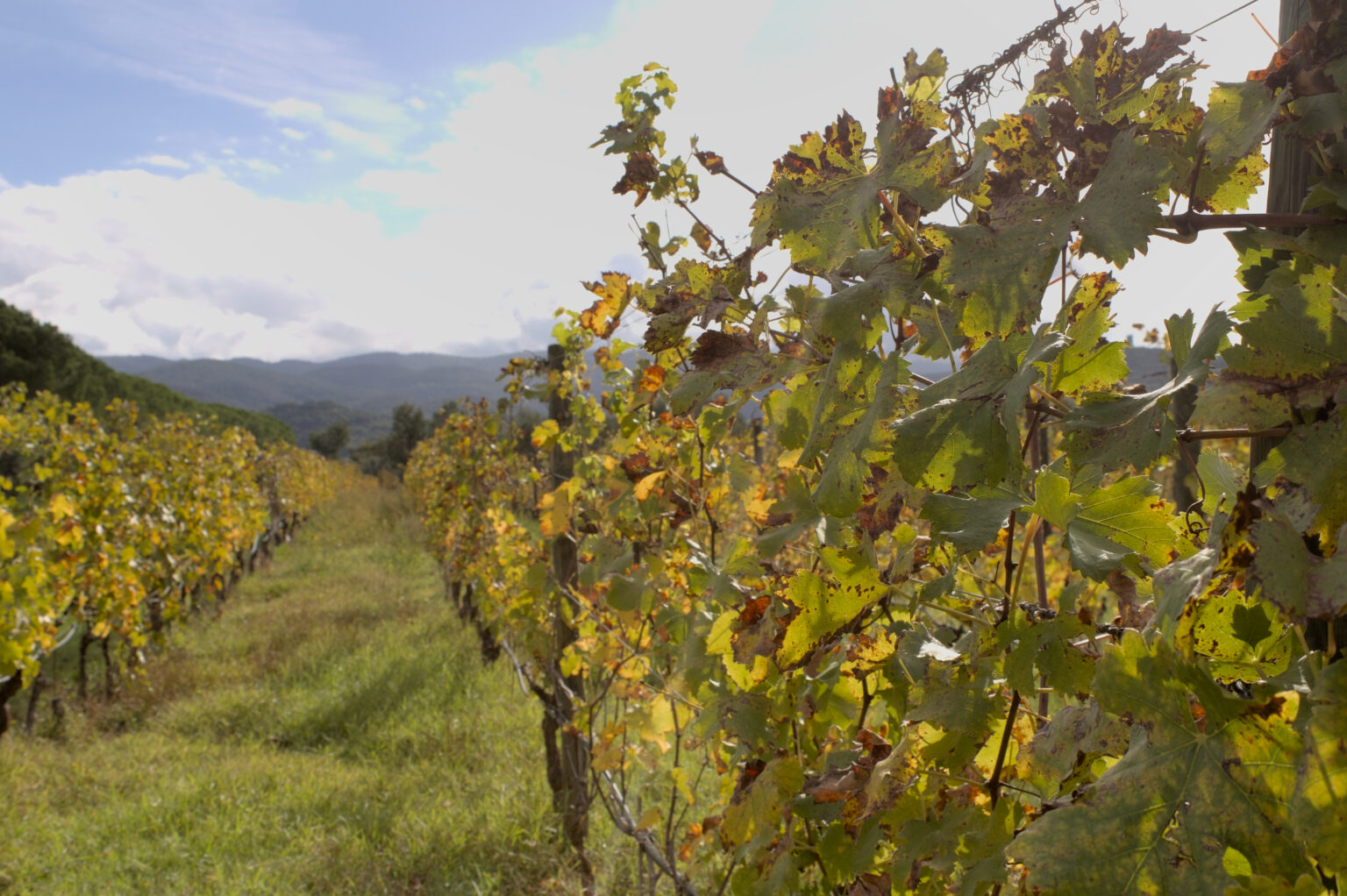 Enrico Santini Vineyards