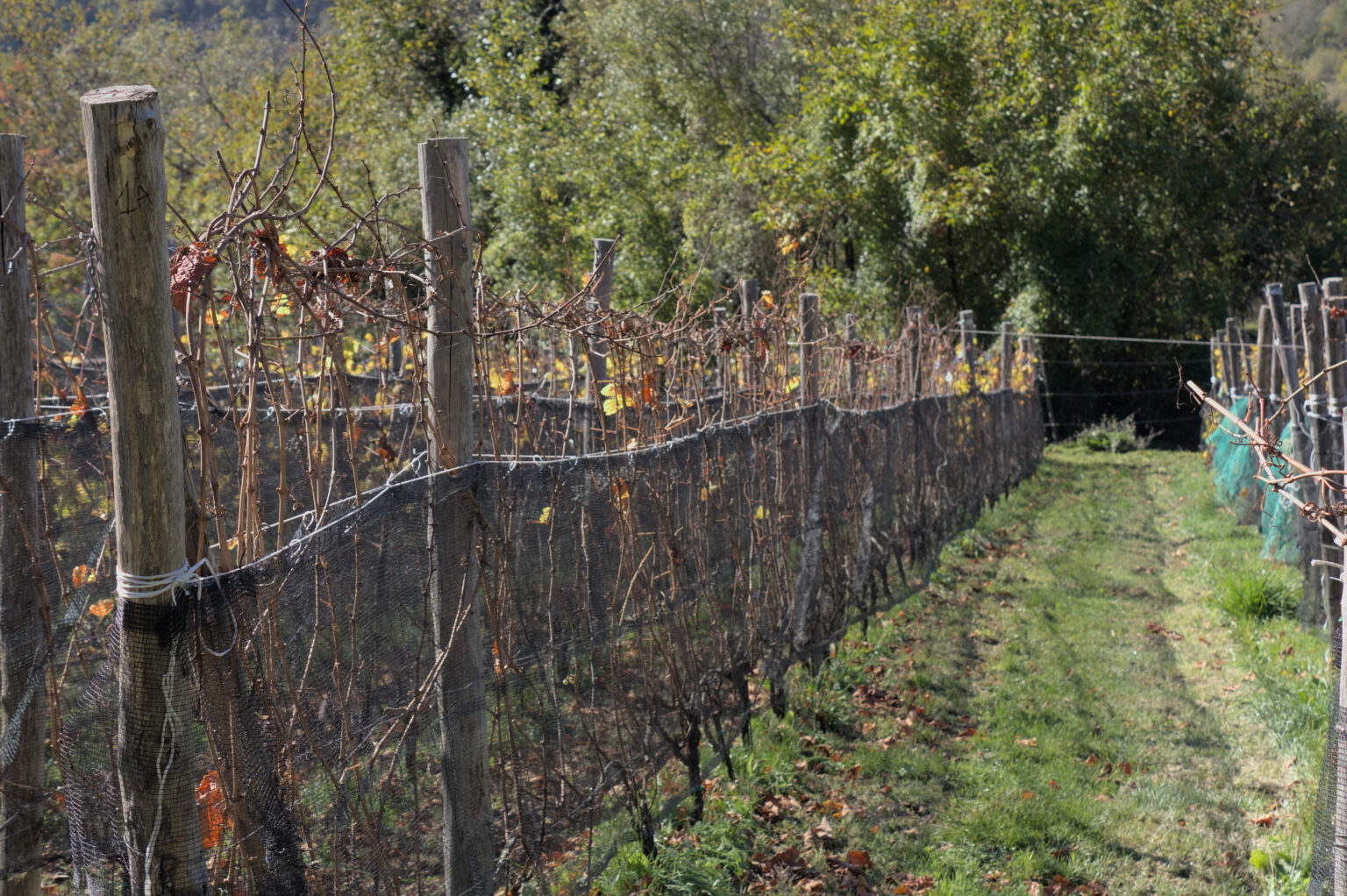 Vineyards of Maesta della Formica