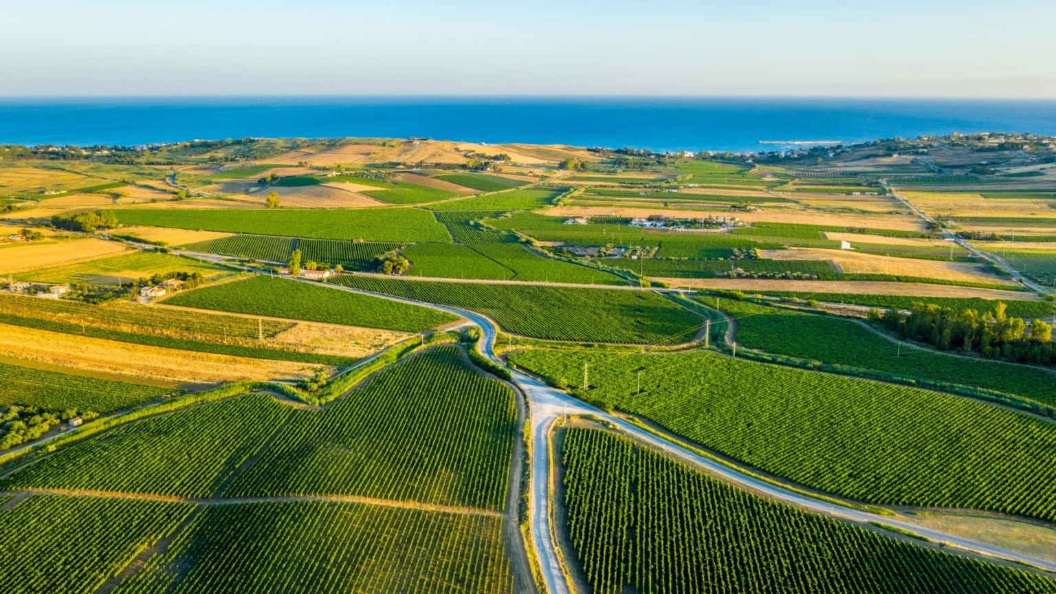 Morgante vineyards