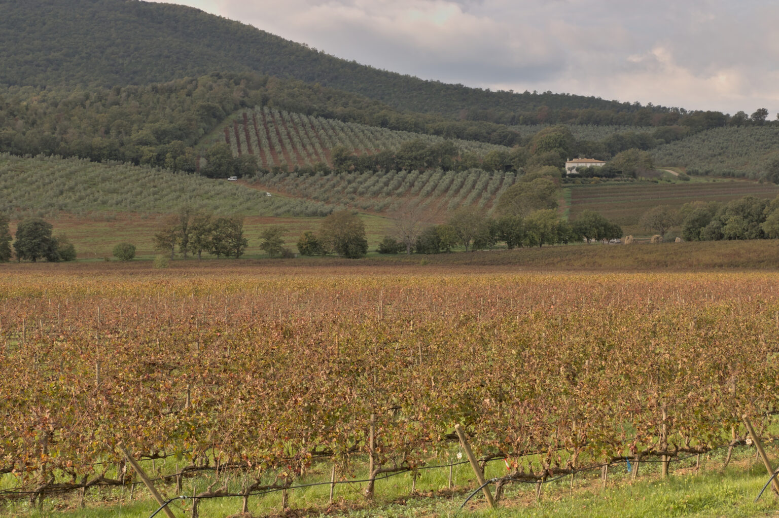 Tenuta Monteti vineyards