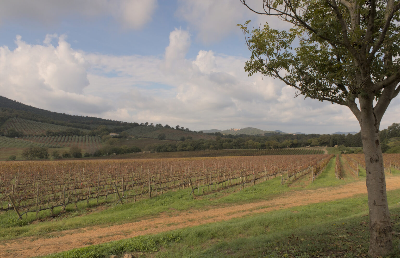 Tenuta Monteti vineyards