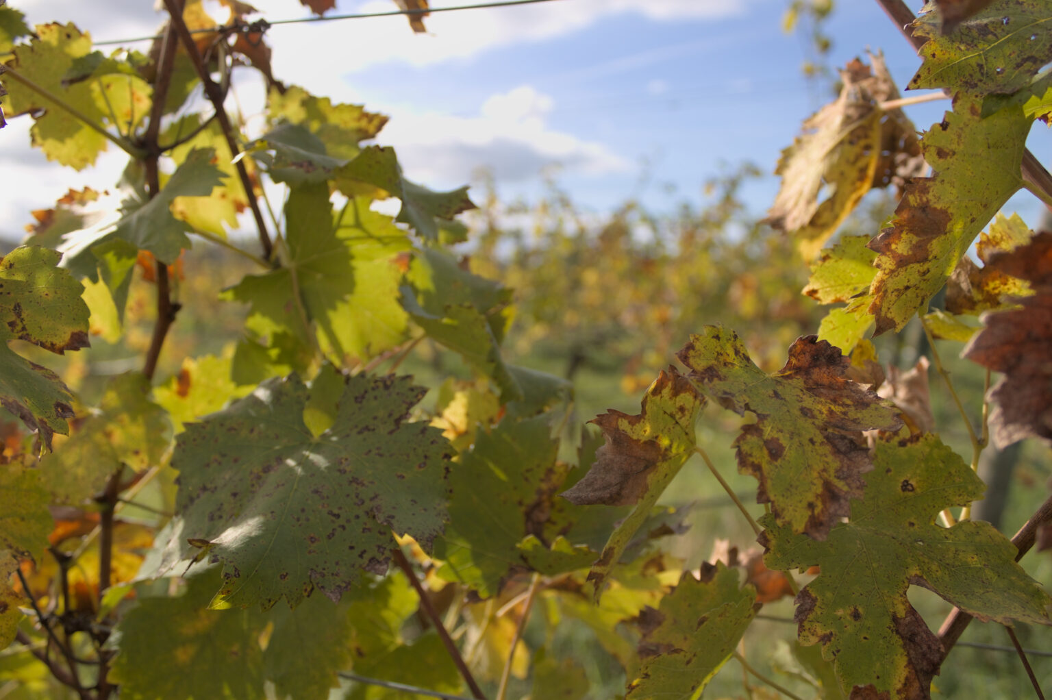 Enrico Santini Vineyards