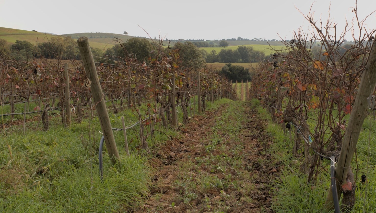 Tenuta Monteti vineyards