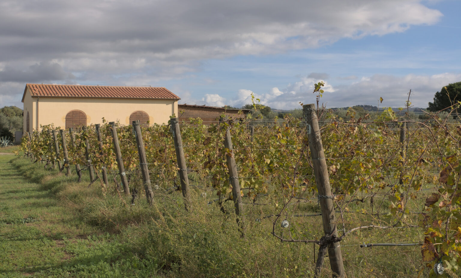 Enrico Santini Vineyards