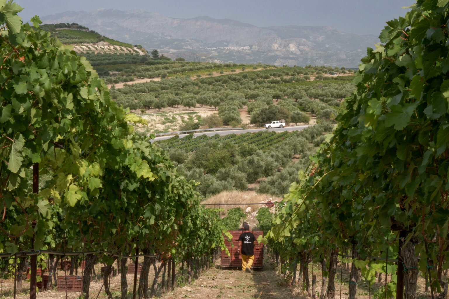 Vineyards, Diamantakis