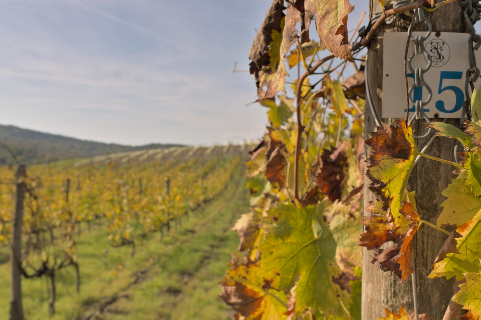 Tenute Silvio Nardi vineyard