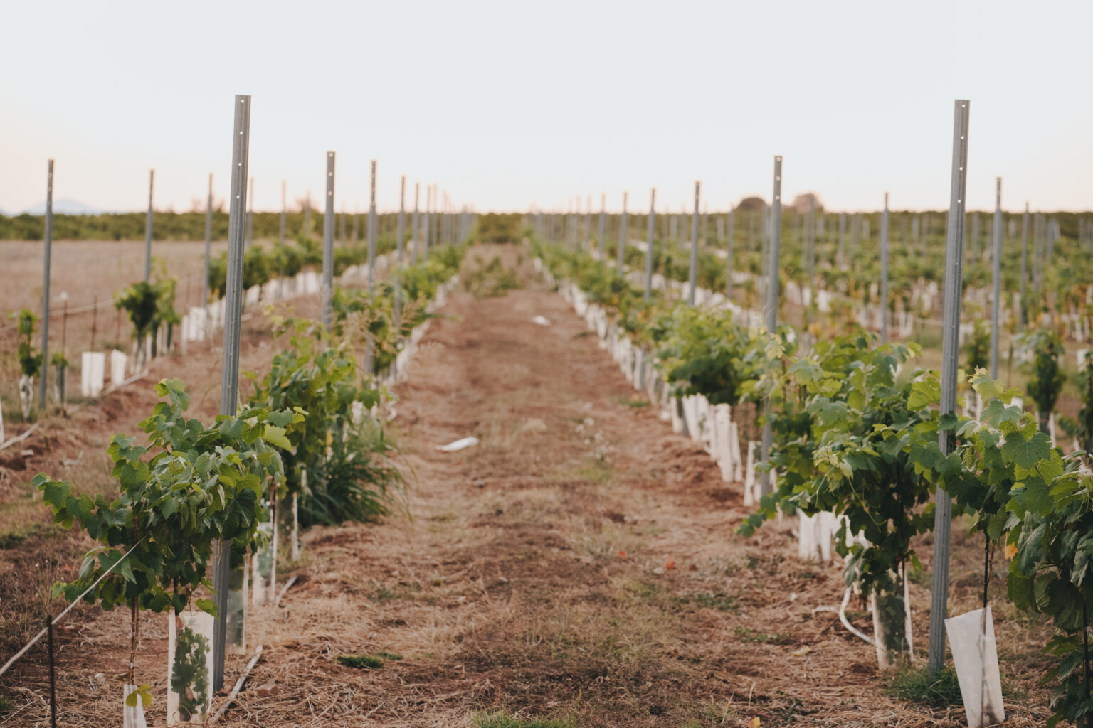 Wine Art Estate vineyard