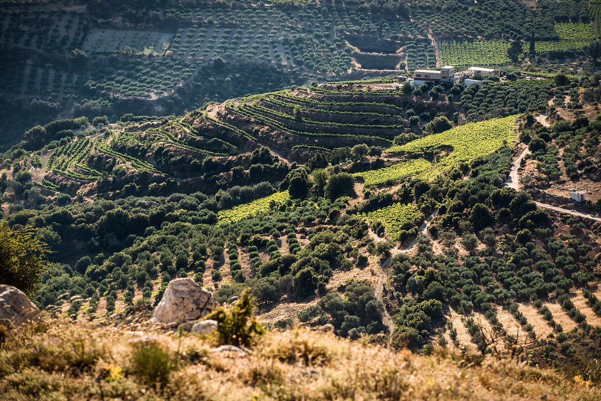 diamantakis-winery1, Diamantakis