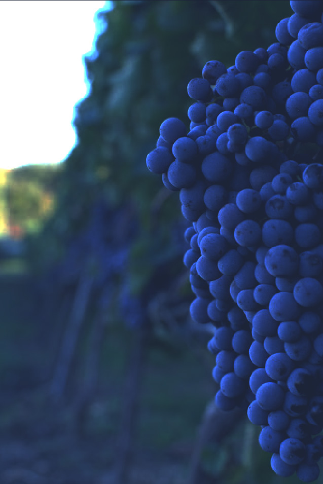 Xinomavro grapes
