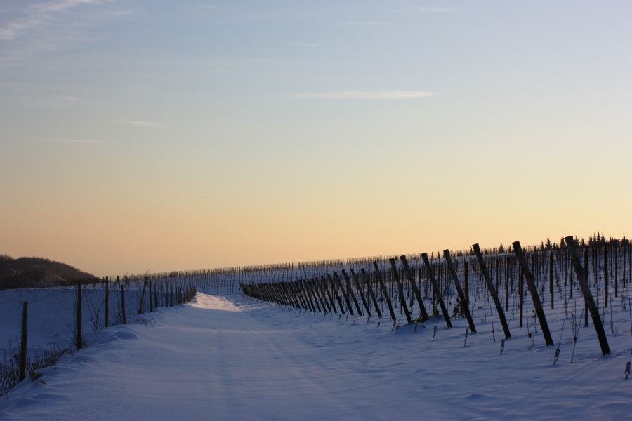 Valpolicella vineyard