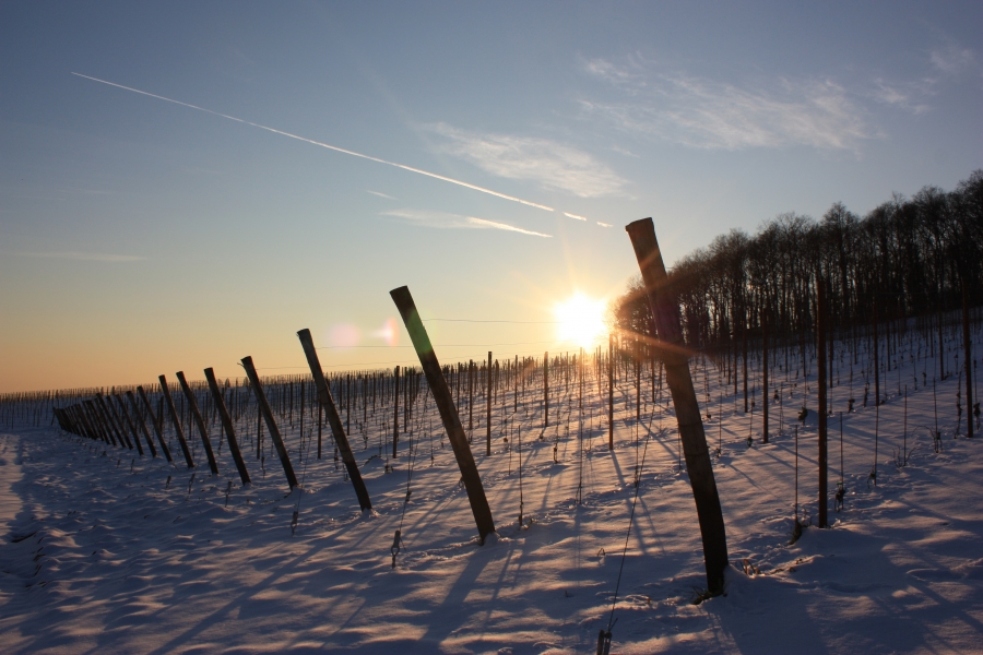 Valpolicella vineyard at winter