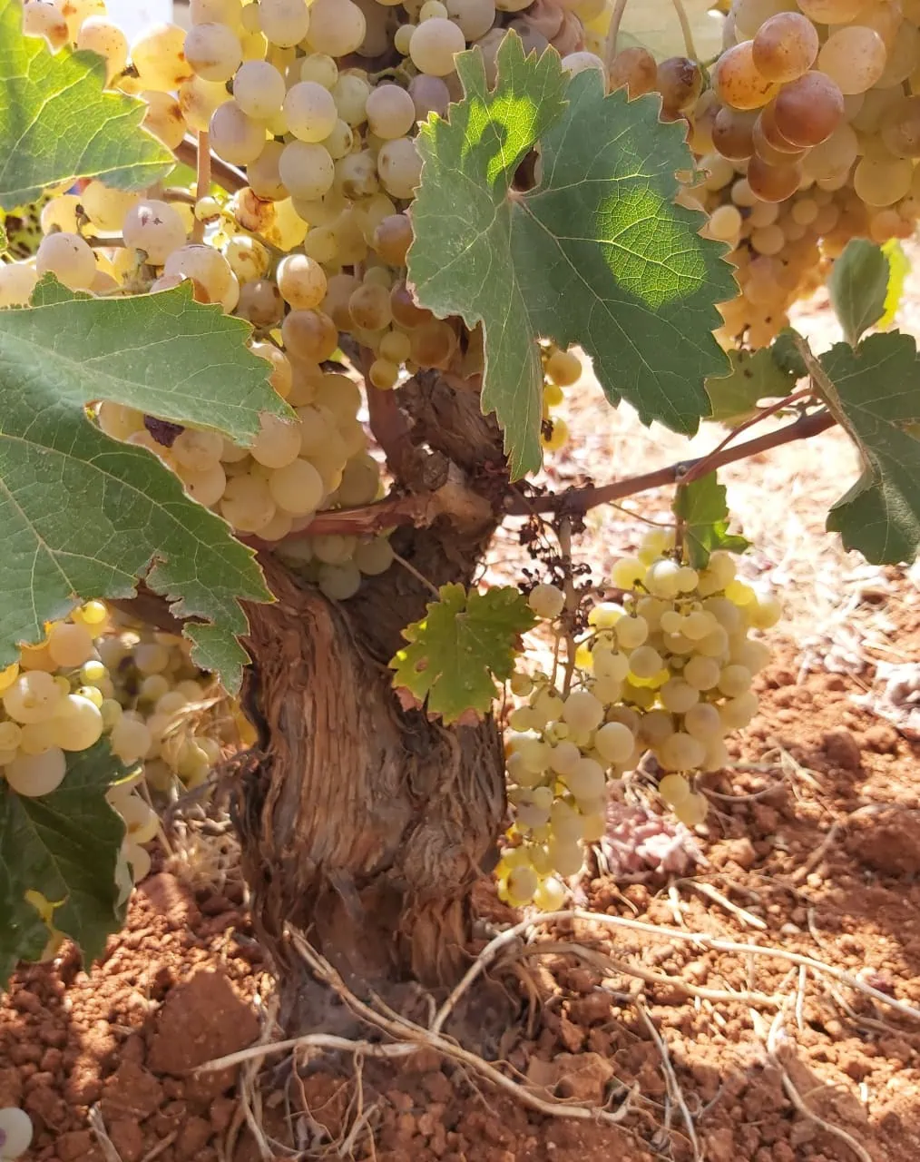 A vine