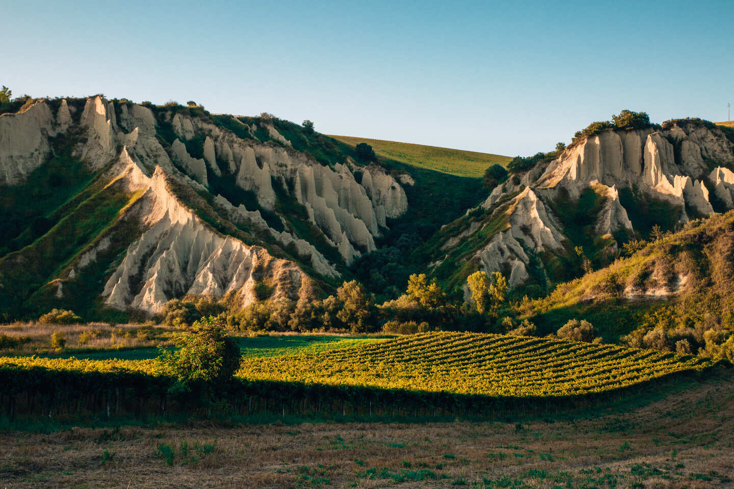 A vineyard