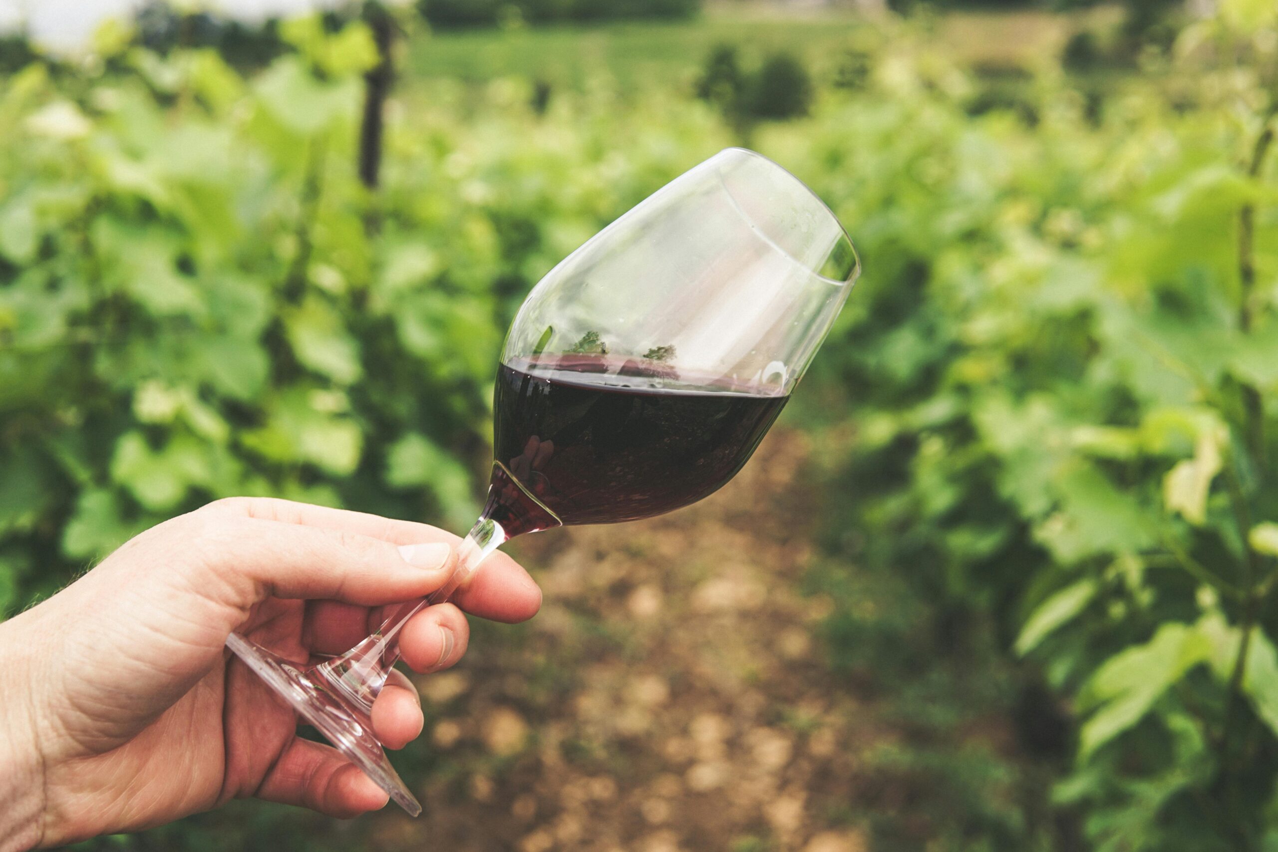 Hand holding a wine glass filled with red wine in a lush vineyard of Argatia.